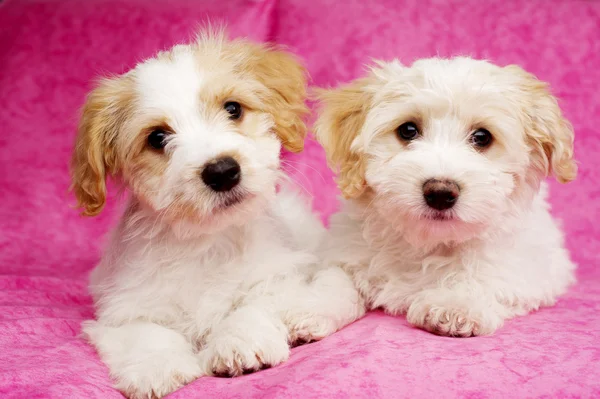 Two puppies laid on a pink background — Stock Photo, Image