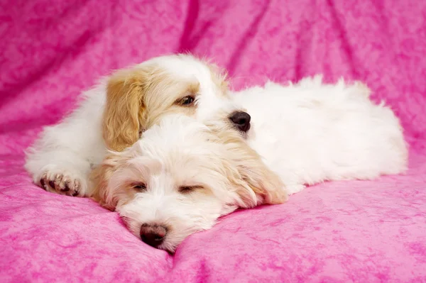 Two puppies laid sleeping on a pink background — Stock Photo, Image