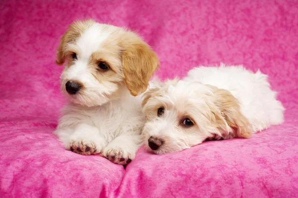 Two puppies laid on a pink background — Stock Photo, Image