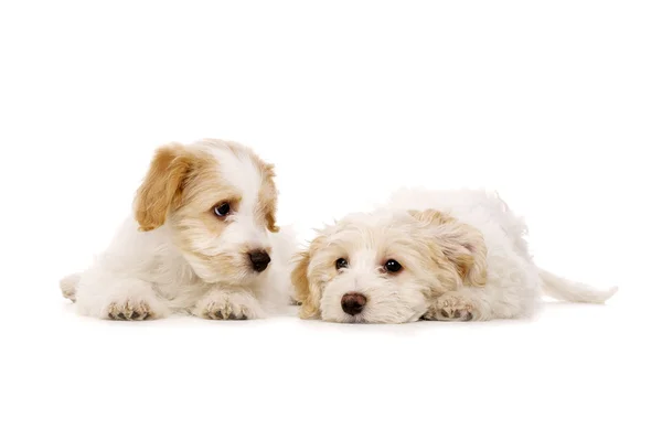 Twee puppies gelegd geïsoleerd op een witte achtergrond — Stockfoto