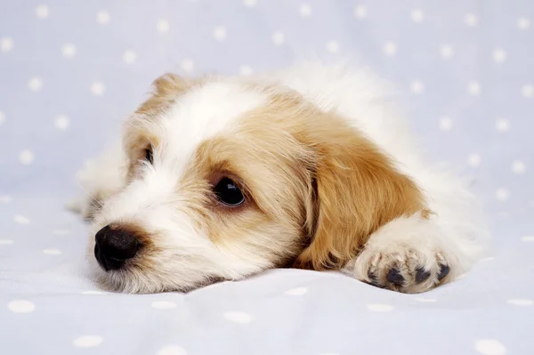 Filhote de cachorro colocado em um fundo azul — Fotografia de Stock