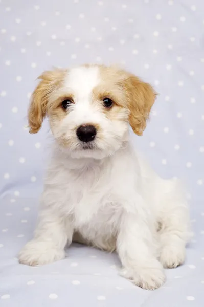 青い背景の上に座っての子犬 — Stock fotografie