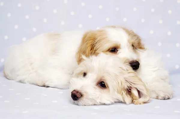 Dos cachorros tendidos sobre un fondo azul —  Fotos de Stock