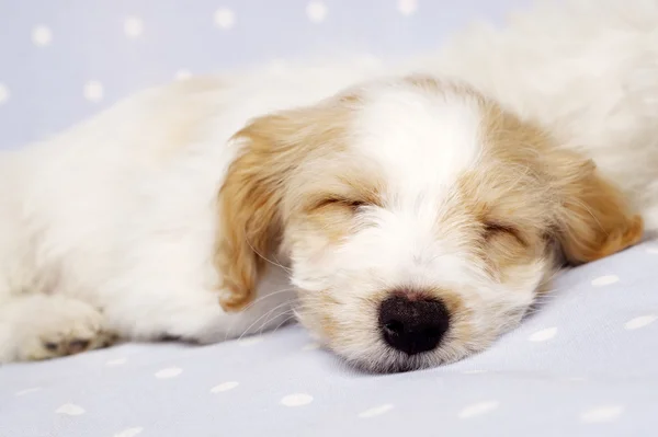 Puppy laid asleep on a blue background — Stock Photo, Image