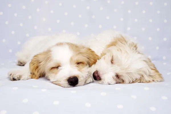 iki yavru mavi bir arka plan üzerinde uykuya yatırılır