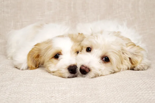 Two puppies laid on a textured beige background — Stock Photo, Image