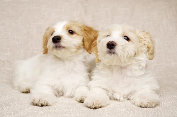 Two puppies laid on a textured beige background — Stock Photo, Image