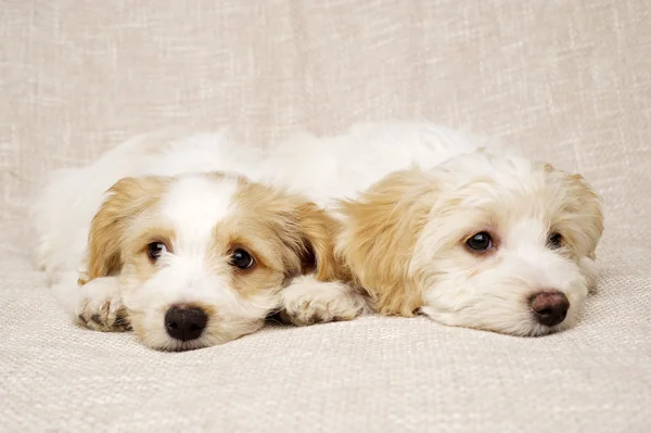 Two puppies laid on a textured beige background