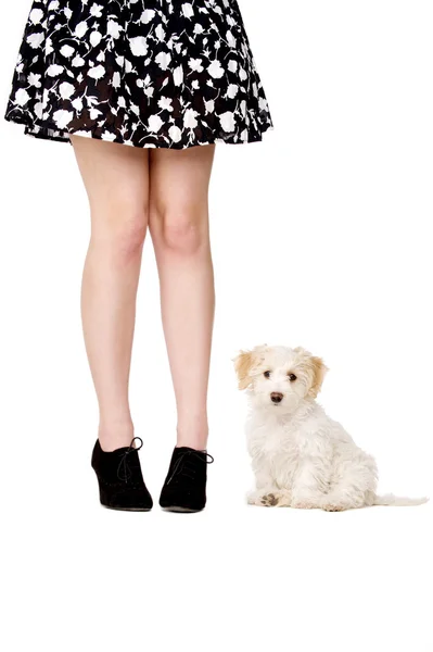 Cachorro junto a las piernas de una dama — Foto de Stock