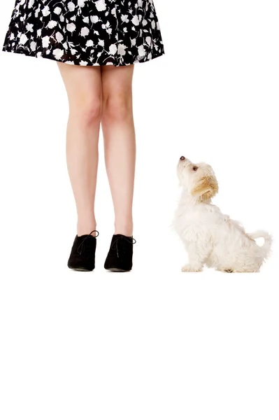 Cachorro junto a las piernas de una mujer — Foto de Stock