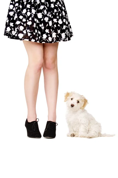 Cachorro junto a las piernas de una mujer — Foto de Stock