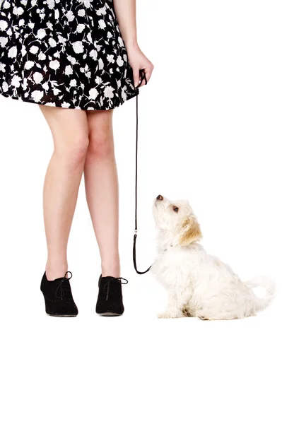 Filhote de cachorro em uma liderança preta ao lado das pernas de uma mulher — Fotografia de Stock