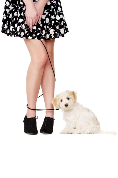 Las piernas de la señora enredado con un cachorro en un plomo negro —  Fotos de Stock