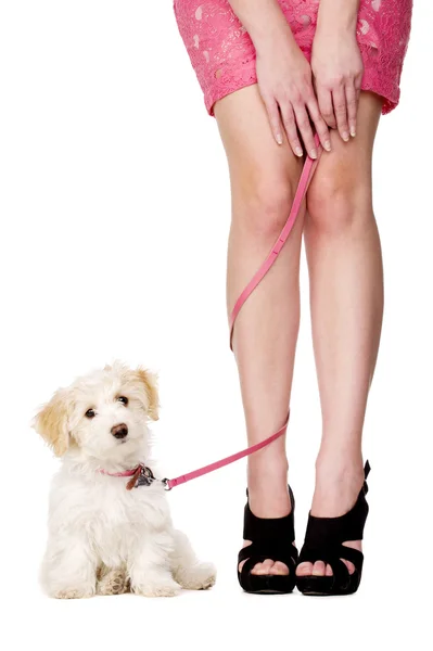 Las piernas de la señora enredadas con un cachorro en un plomo rosa —  Fotos de Stock