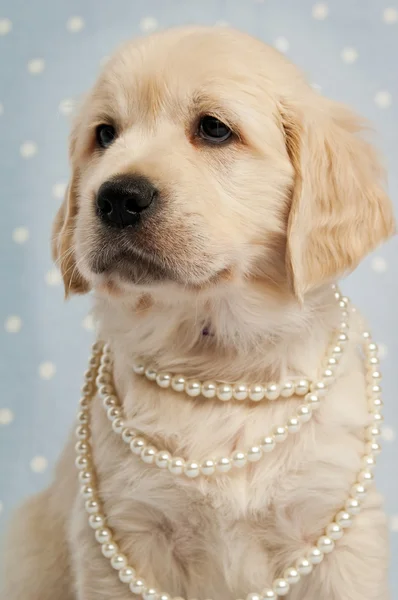 Golden Retriever Puppy — Stock Photo, Image