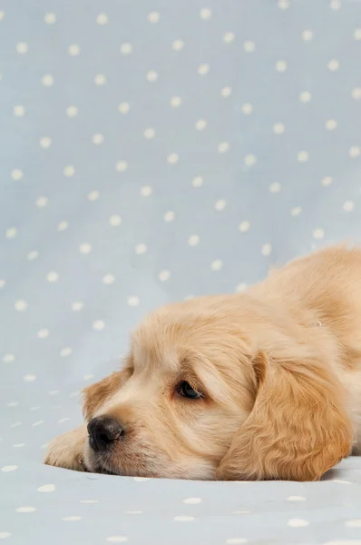 Golden Retriever Puppy — Stock Photo, Image