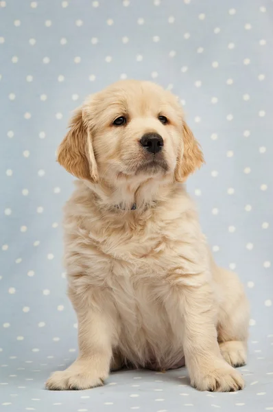 Golden Retriever Yavrusu