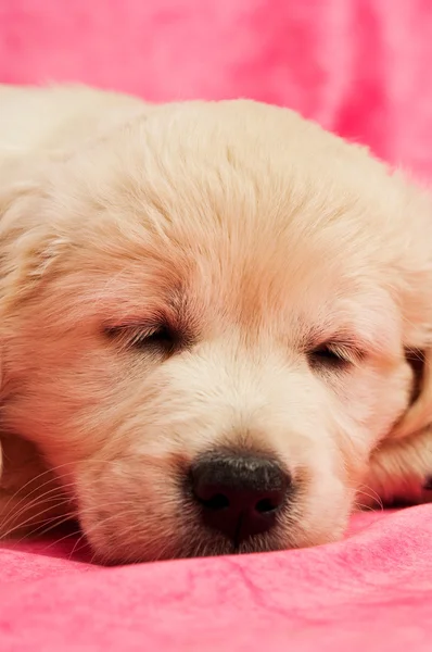 Golden Retriever Puppy — Stock Photo, Image