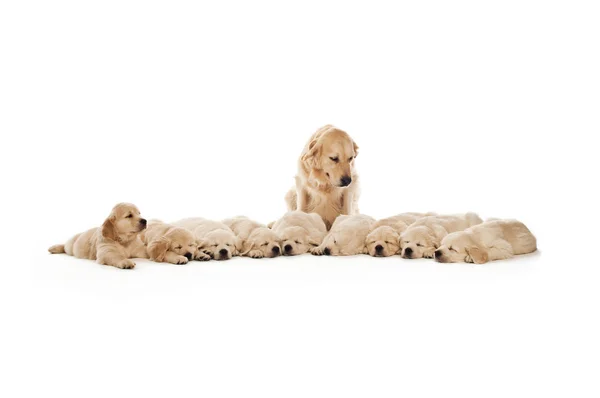 Filhotes Golden retriever — Fotografia de Stock