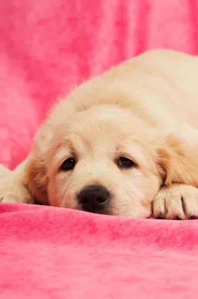 Golden Retriever cachorro —  Fotos de Stock