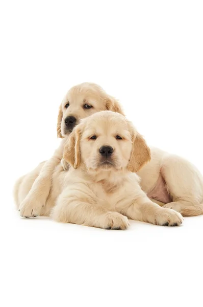 Cachorros Golden retriever — Foto de Stock