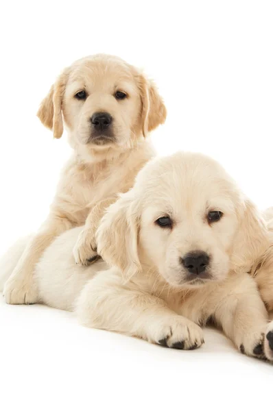 Golden Retriever Puppies — Stock Photo, Image