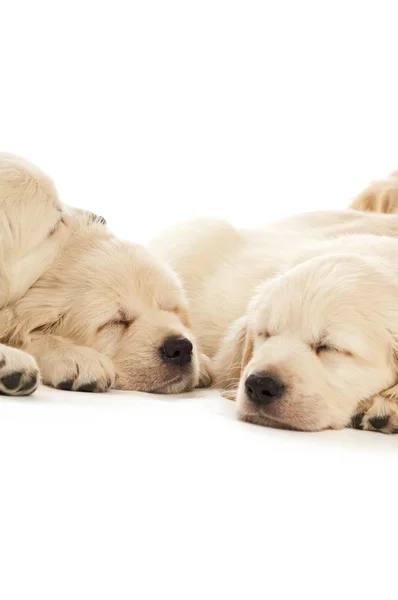 Golden Retriever Puppies — Stock Photo, Image