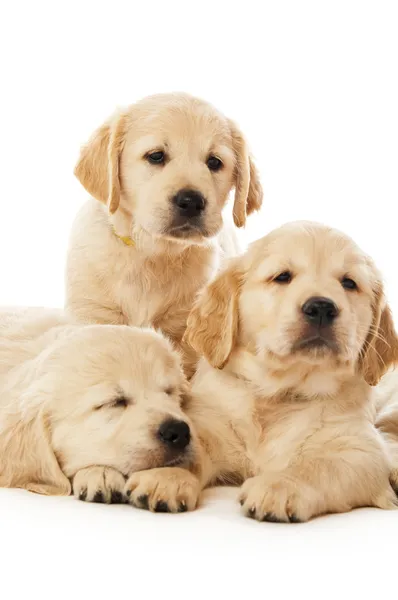 Golden retriever yavru