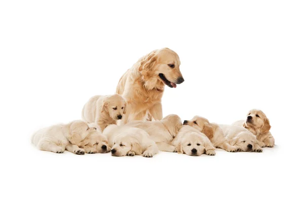 Filhotes Golden retriever — Fotografia de Stock