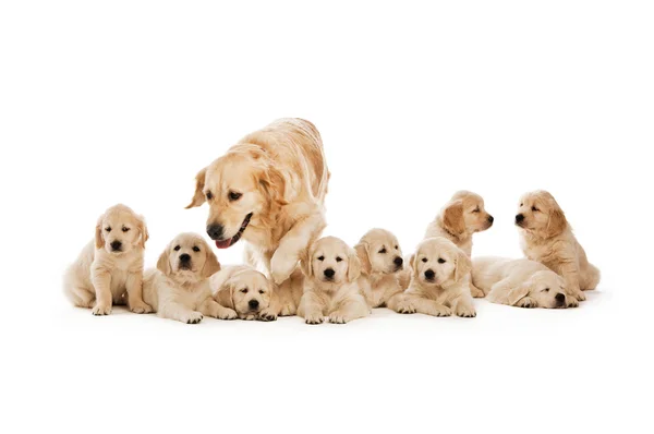 Filhotes Golden retriever — Fotografia de Stock