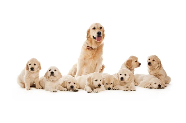 Filhotes Golden retriever — Fotografia de Stock