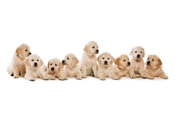 Filhotes Golden retriever — Fotografia de Stock