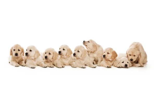 Filhotes Golden retriever — Fotografia de Stock