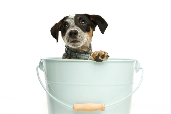 Cute terrier puppy in a bucket — Stock Photo, Image
