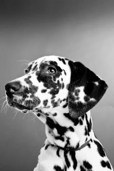 Cachorro de Dalmación — Foto de Stock