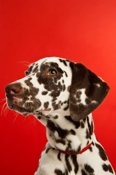 Dalmation Filhote de cachorro com um colar vermelho — Fotografia de Stock