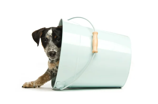 sevimli terrier yavrusu