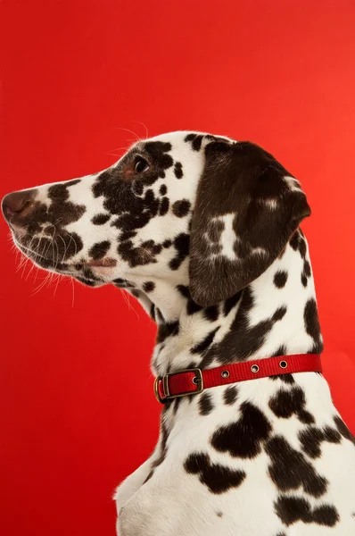 Dalmation köpek yavrusu kırmızı tasması