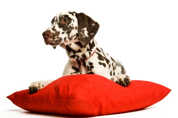 Dalmation Filhote de cachorro com um colar vermelho — Fotografia de Stock