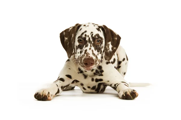 Dalmatische pup met een rode kraag — Stockfoto