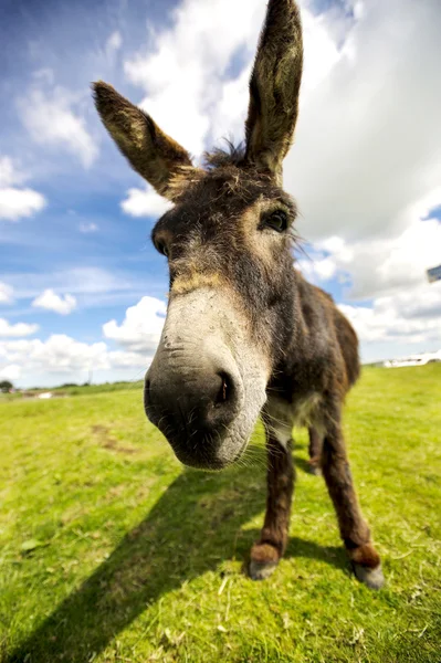 Norfolk Brods, Esel aus nächster Nähe — Stockfoto