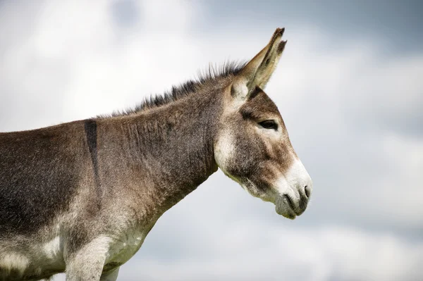 Norfolk Broads, Donkey profile view — Stock Photo, Image