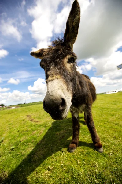 Norfolk Brods, Esel aus nächster Nähe — Stockfoto