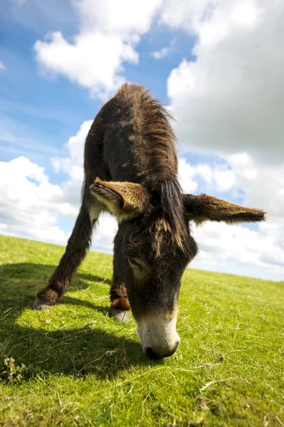 Norfolk Broads, Donkey grazing on grass in the summer time — Stock Photo, Image