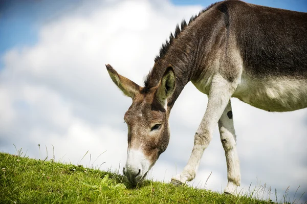 Norfolk breitet, Esel weiden auf Gras — Stockfoto