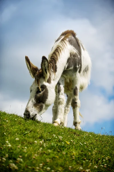 Donkey grazing on grass at Norfolk Broads — Stock Photo, Image