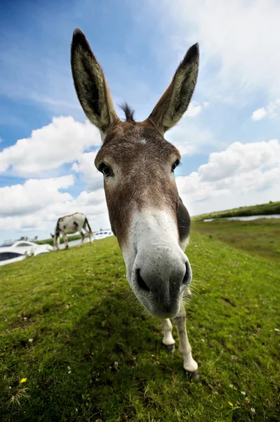 Norfolk broads, ezel close-up — Stockfoto