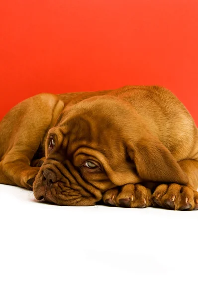 Dogue de bordeaux štěně — Stock fotografie