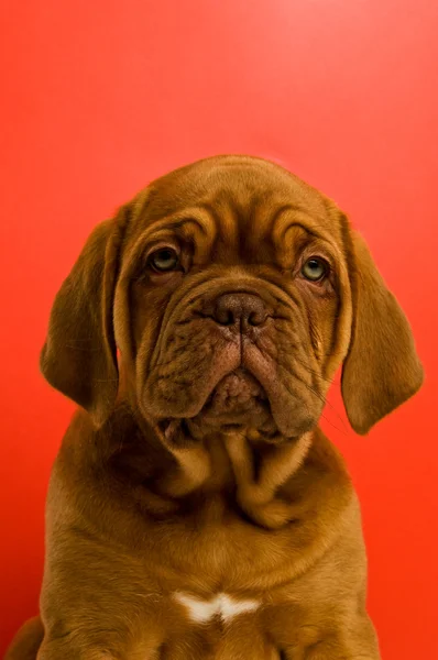 Dogue de bordeaux κουτάβι — Φωτογραφία Αρχείου