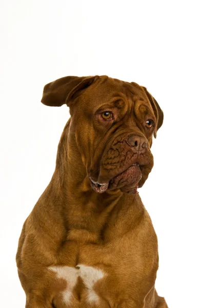 Dogue de bordeaux cane — Foto Stock